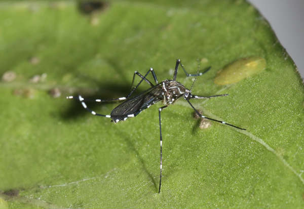 08042015113321_Dengue